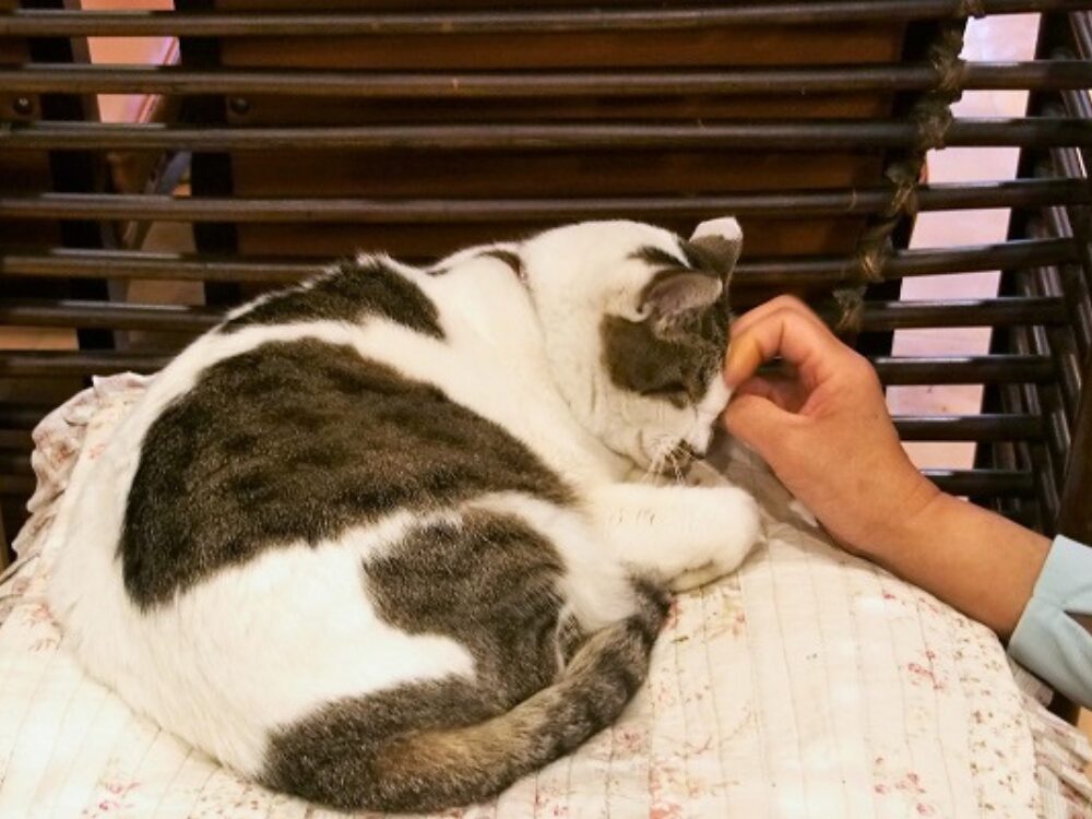 看板猫「マヤちゃん」の画像です