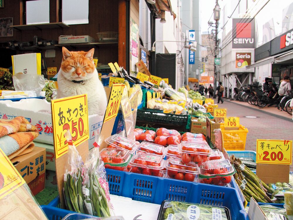 看板猫「めいちゃん」の画像です