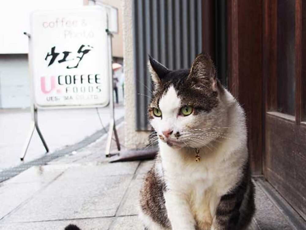 先代の「モモちゃん」の画像です