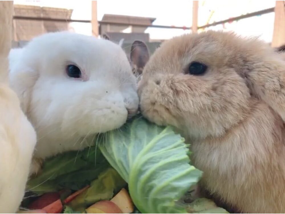 河北町児童動物園の画像です