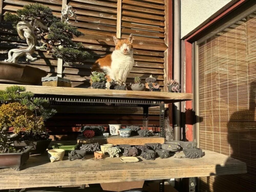 藤樹園の画像です