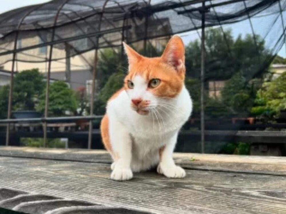 看板猫の茶々丸ちゃんの画像です