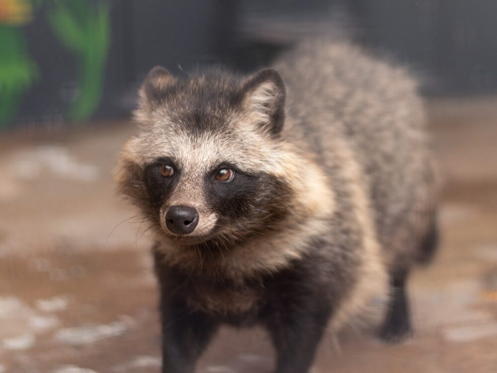 河北町児童動物園の画像です