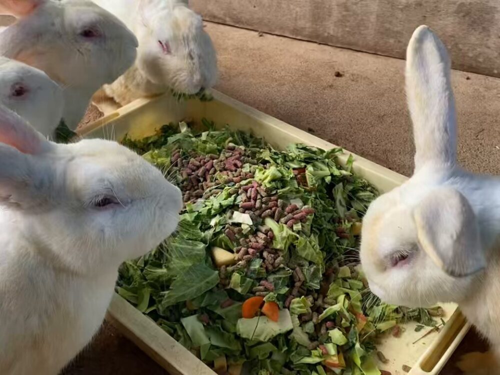 河北町児童動物園の画像です