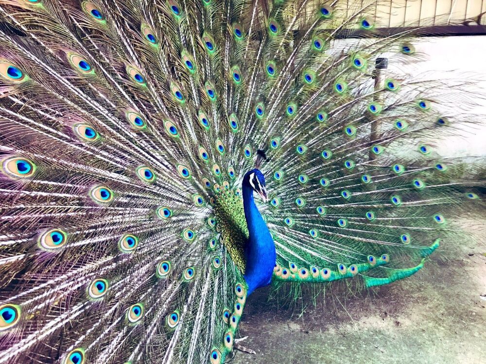 河北町児童動物園の画像です