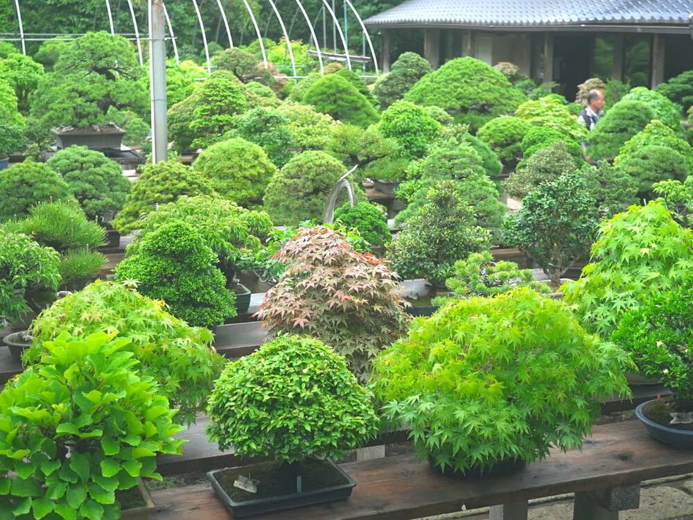 藤樹園の画像です