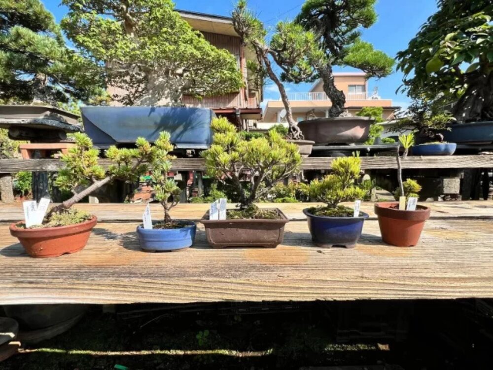 藤樹園の画像です