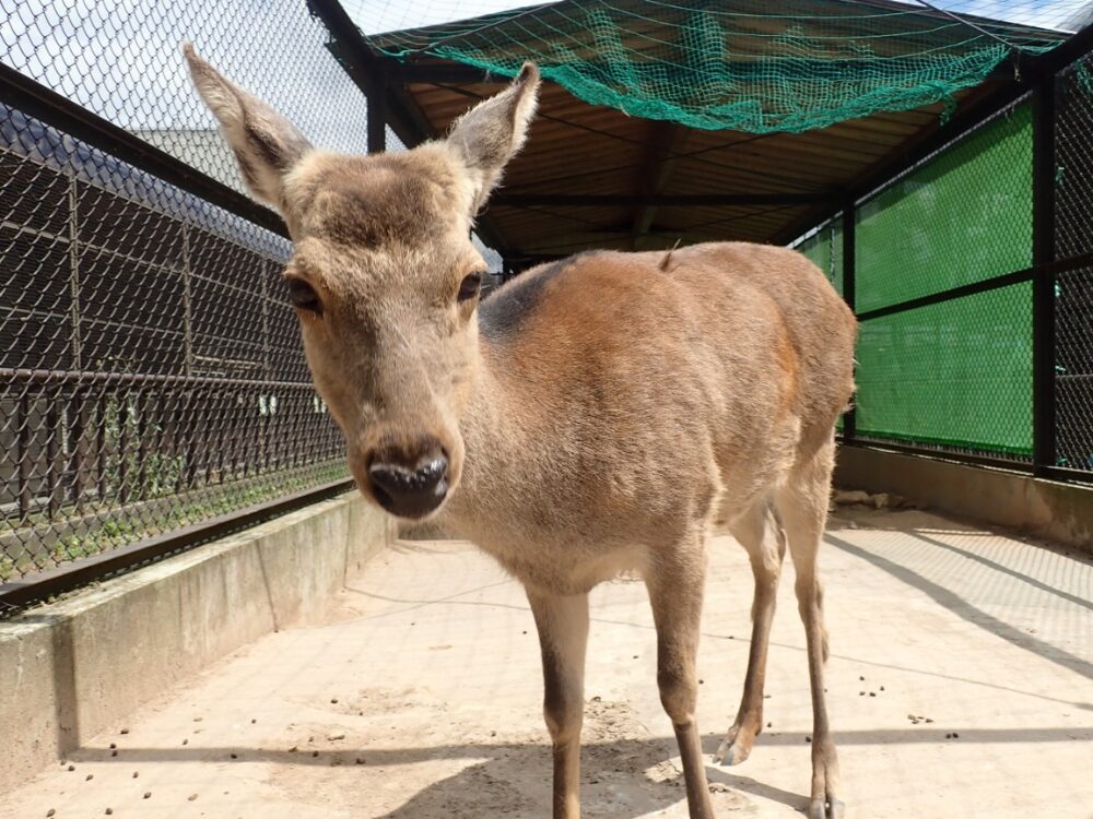河北町児童動物園の画像です
