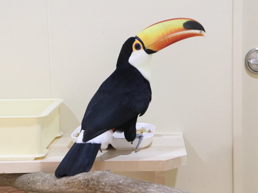 河北町児童動物園の画像です