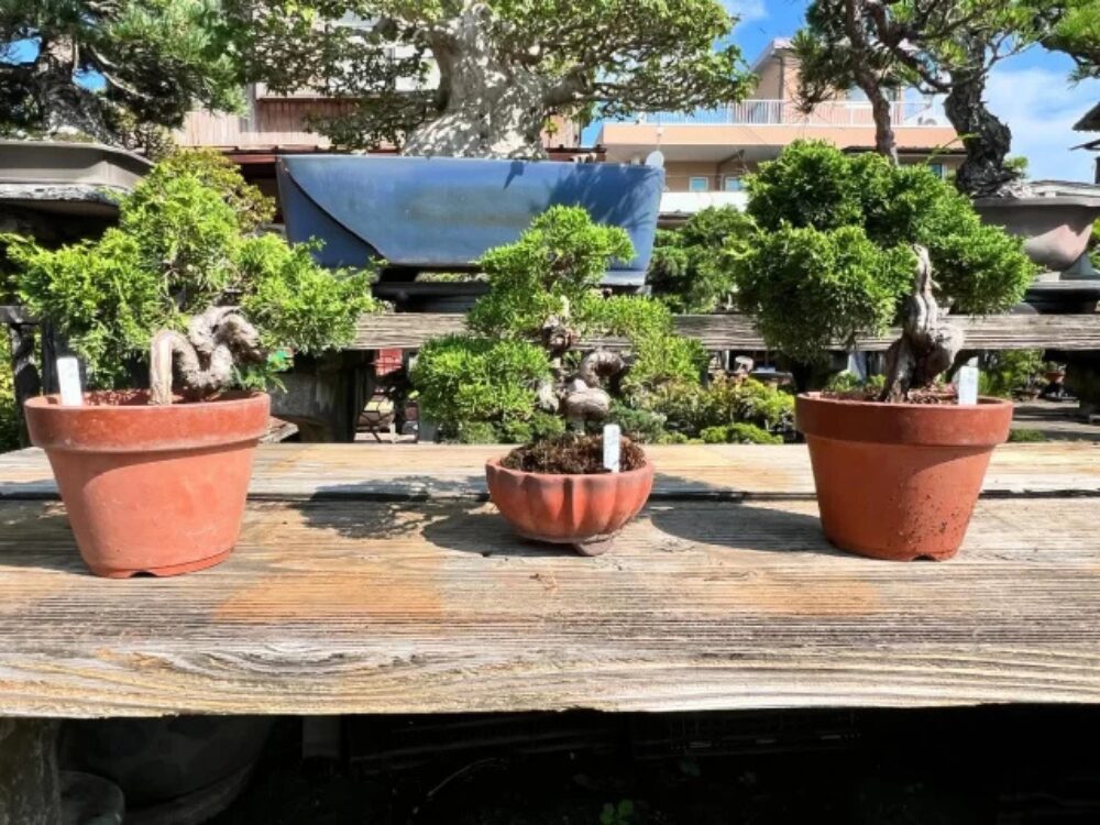 藤樹園の画像です