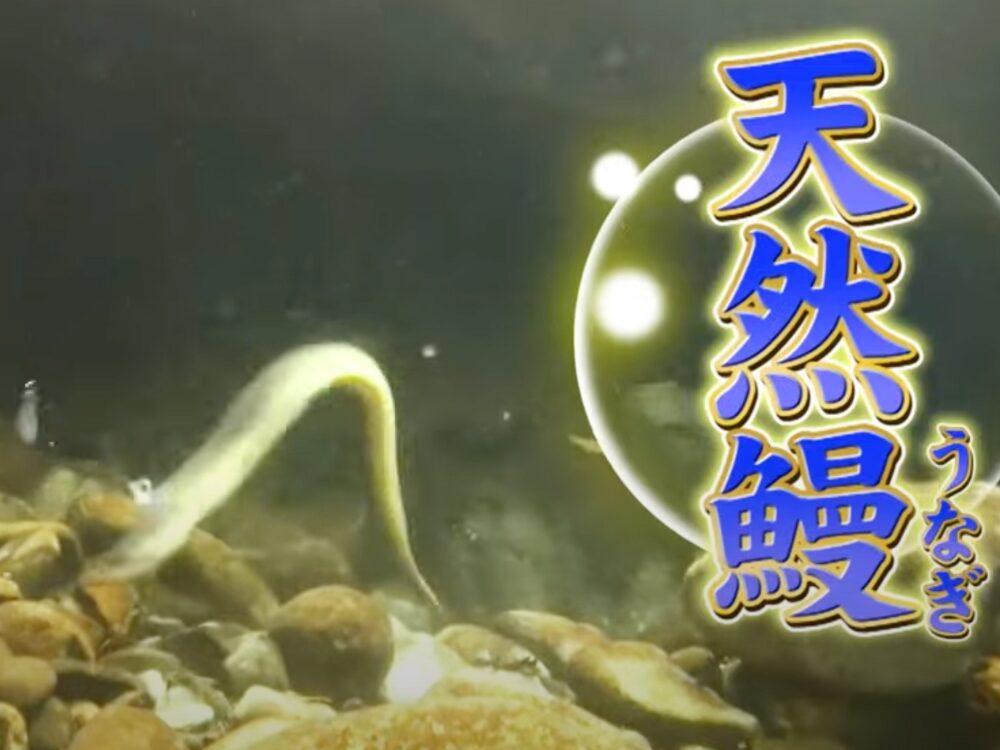 和歌山県白浜町大瀬の画像です