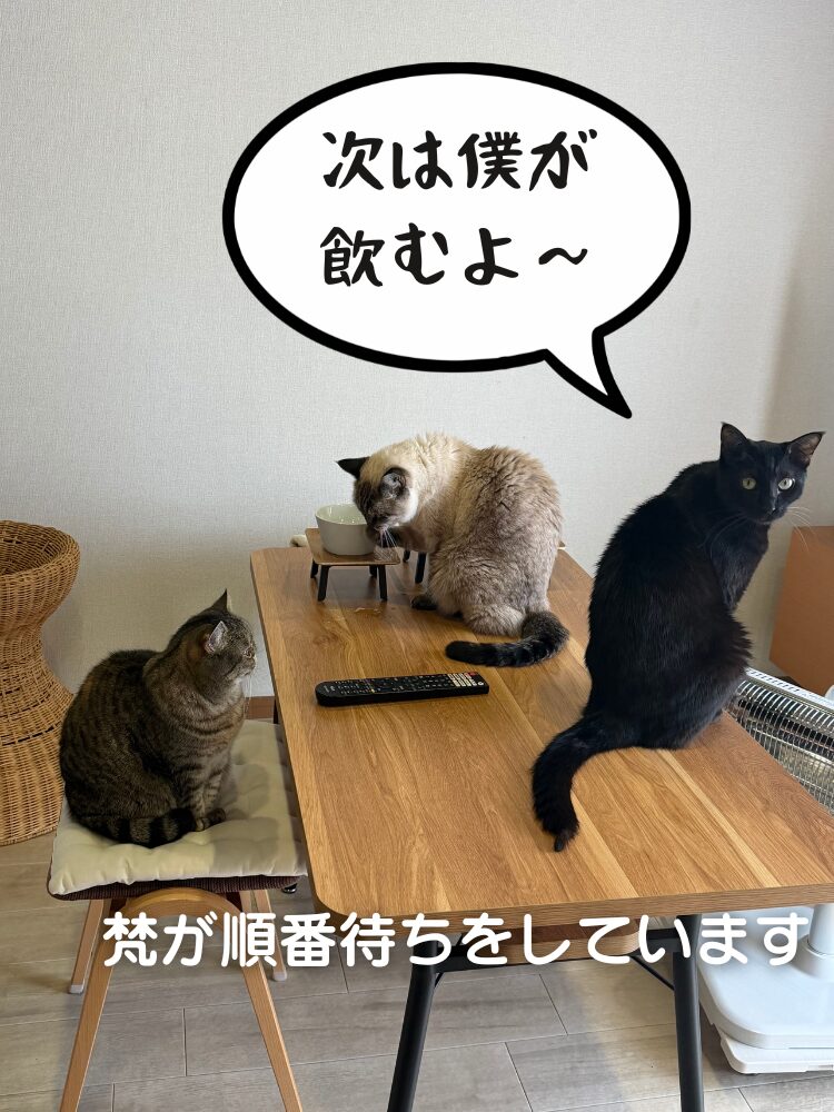 【猫事情】其の39　お水は譲れない小梅さん編の画像です