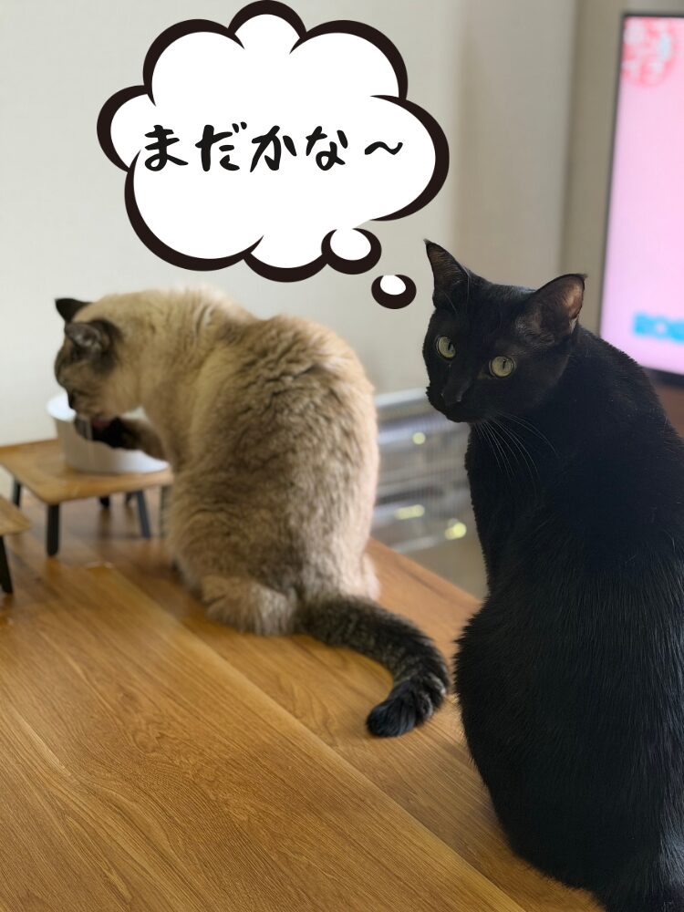 【猫事情】其の39　お水は譲れない小梅さん編の画像です