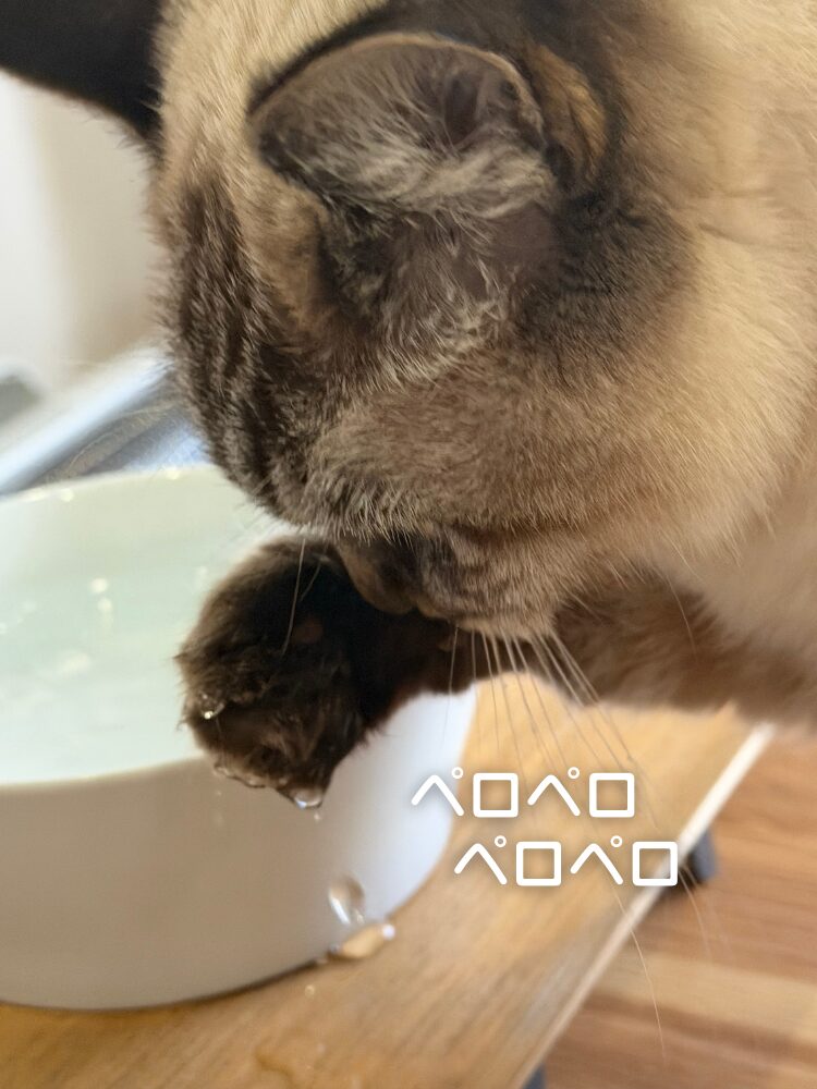 【猫事情】其の39　お水は譲れない小梅さん編の画像です