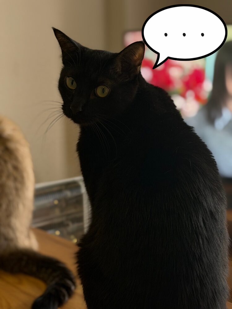 【猫事情】其の39　お水は譲れない小梅さん編の画像です