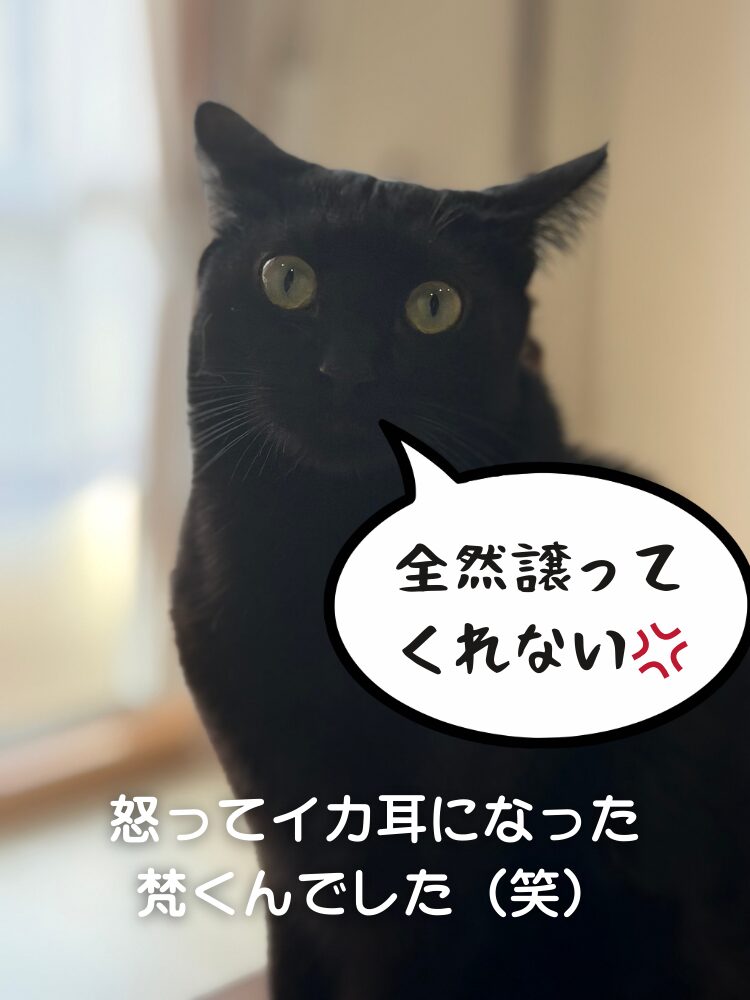 【猫事情】其の39　お水は譲れない小梅さん編の画像です