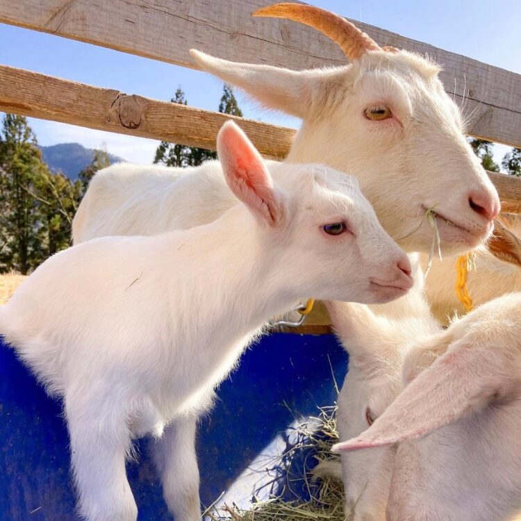 やまま牧場の画像です