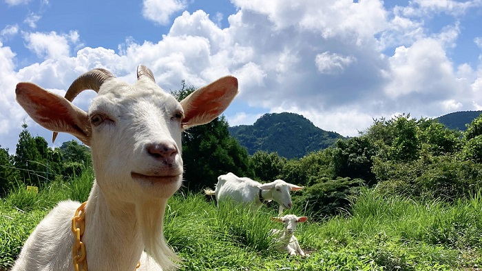 やまま牧場の画像です